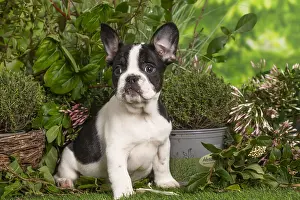 040522: French Bulldog puppy outdoors in the garden