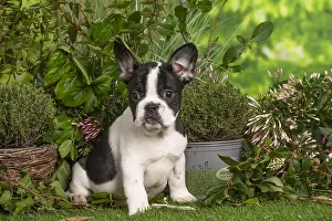 040522: French Bulldog puppy outdoors in the garden