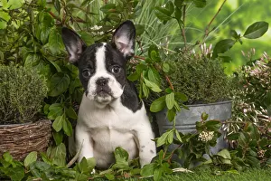 040522: French Bulldog puppy outdoors in the garden