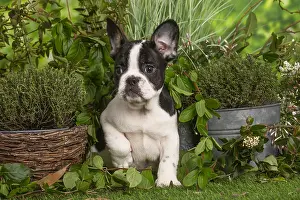 Lifting: French Bulldog puppy outdoors in the garden