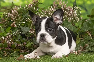 040522: French Bulldog puppy outdoors in the garden
