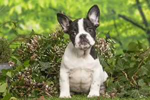 040522: French Bulldog puppy outdoors in the garden