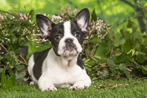 040522: French Bulldog puppy outdoors in the garden