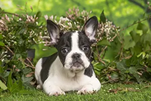 040522: French Bulldog puppy outdoors in the garden