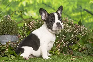 French Bulldog puppy outdoors in the garden