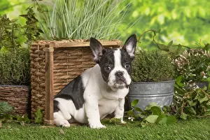 040522: French Bulldog puppy outdoors in the garden
