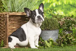 040522: French Bulldog puppy outdoors in the garden