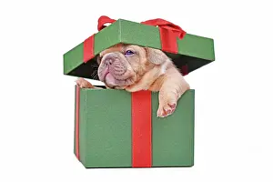 Decorated: French Bulldog puppy peaking out of green Christmas