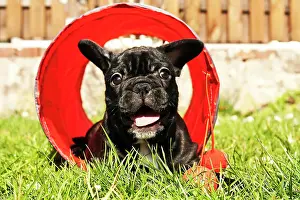 Friskily: French Bulldog puppy playing in a tunnel