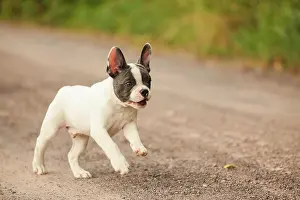 Molossers: French Bulldog, puppy running on a path
