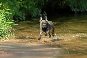 220822: French bulldog, puppy runs through the river