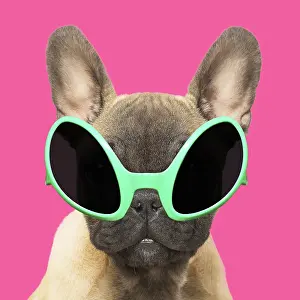 040718: French Bulldog puppy wearing alien shaped sun glasses