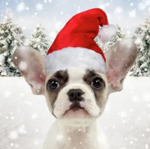 260420: French bulldog puppy wearing Christmas hat in