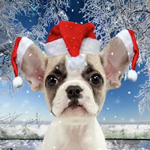 Miserable: French Bulldog puppy wearing Christmas hats in snow