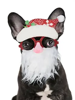 Beard: French Bulldog, puppy wearing Father Christmas glasses