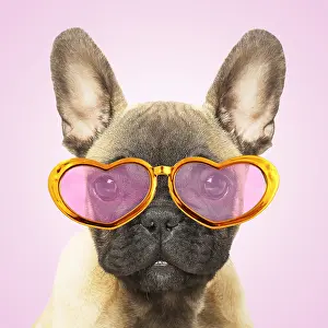 070219: French Bulldog puppy wearing heart glasses on