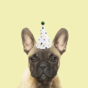 161018: French Bulldog puppy wearing party hat