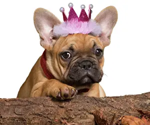 Tiara: French Bulldog, puppy wearing pink crown
