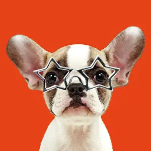 Everyday: French bulldog puppy wearing star shaped glasses