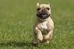 Molossian: French Bulldog running on grass GB