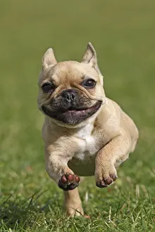 Molossian: French Bulldog running on grass GB