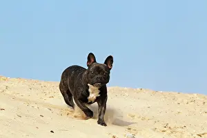 Molossers: French Bulldog, running on sand Franz&, x1f4;sische