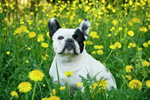 Satteldorf: French Bulldog sitting in a dandelion meadow, Satteldorf