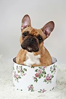 Boxes: French bulldog sitting in a hat box