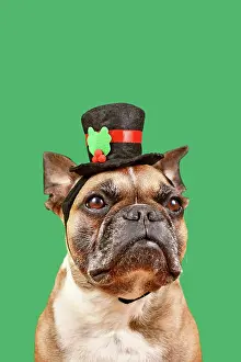Snowman: French Bulldog with snowman top hat in front of