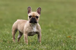 Molossian: French Bulldog standing in grass GB