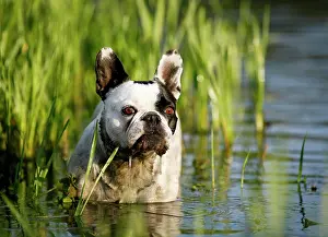 Lakeside: French Bulldog standing in a pond, Satteldorf, Hohenlohe