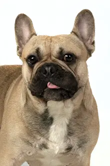 270220: French Bulldog in the Studio