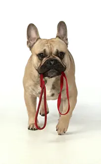 270220: French Bulldog in the Studio