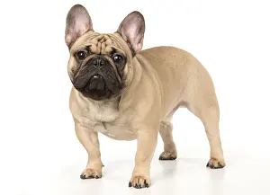 French Bulldog in the studio French Bulldog in the