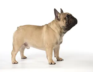 110118: French Bulldog in the studio French Bulldog in the
