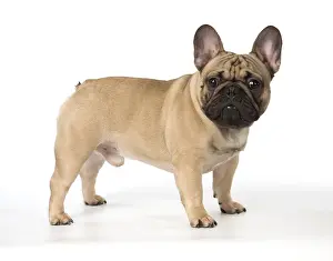 110118: French Bulldog in the studio French Bulldog in the