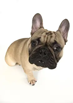 Selfie: French Bulldog in the studio French Bulldog in the