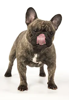 110118: French Bulldog in the studio French Bulldog in the