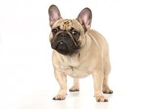 110118: French Bulldog in the studio French Bulldog in the