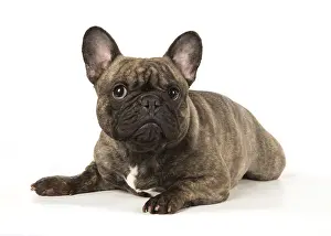 Utility: French Bulldog in the studio French Bulldog in the