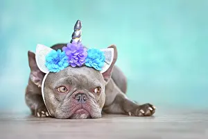 Unicorn: French Bulldog with unicorn headband with flowers