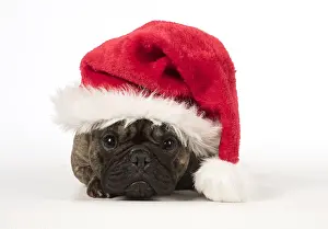 110118: French Bulldog wearing a Christmas hat French Bulldog