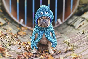 Scary: French Bulldog wearing funny squid dog costume with