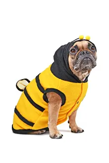 French Bulldog wearing Halloween bee dog costume