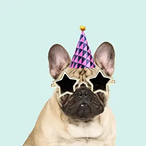 161018: French Bulldog wearing star sunglasses and party hat