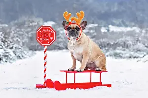 Reindeer: French Bulldogd dog with reindeer costume antlers