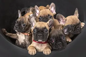 Bucket: French bulldogs in black bucket, puppies, siblings
