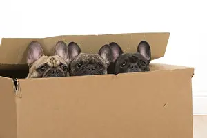 Cardboard: Three French Bulldogs in a cardboard box Three French