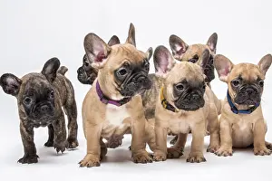 Siblings: French bulldogs, puppies, six siblings side by side