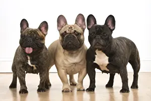 110118: Three French Bulldogs in the studio